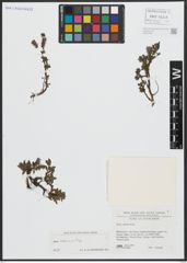 Foto von Salix alpina Scop.